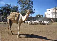 ���� ������ ��� ��� ����