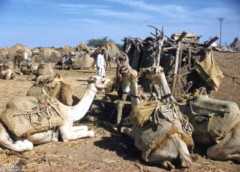 ���� ������ ��� ��� ����