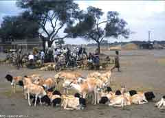 ���� ������ ��� ��� ����