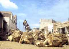 ���� ������ ��� ��� ����