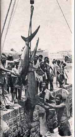 ���� ������ ��� ��� ����