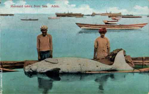 ���� ������ ��� ��� ����