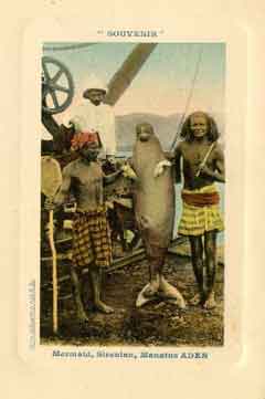 ���� ������ ��� ��� ����