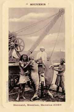 ���� ������ ��� ��� ����