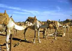 ���� ������ ��� ��� ����