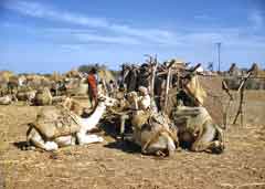 ���� ������ ��� ��� ����