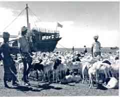 ���� ������ ��� ��� ����