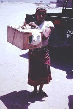 ���� ������ ��� ��� ����