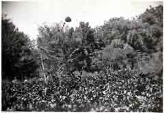 ���� ������ ��� ��� ����