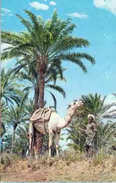 انقر للحصول على حجم اكبر