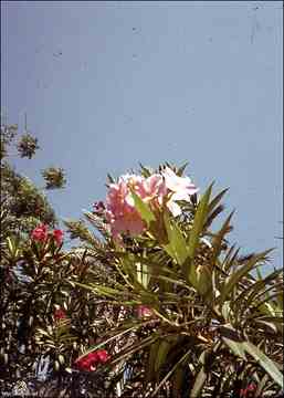 انقر للحصول على حجم اكبر