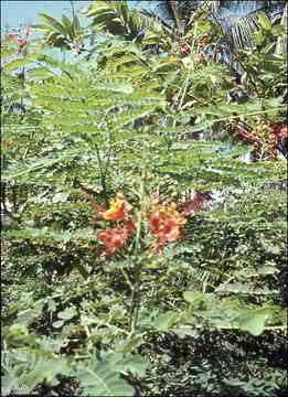 انقر للحصول على حجم اكبر