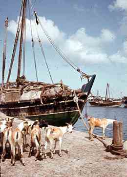 ���� ������ ��� ��� ����