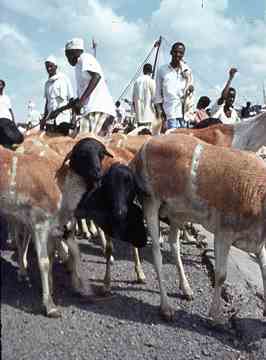 ���� ������ ��� ��� ����