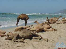 ������ ��� 1964