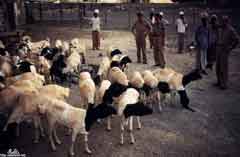 ���� ������ ��� ��� ����