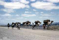 ���� ������ ��� ��� ����