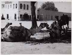 ���� ������ ��� ��� ����