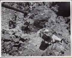 ���� ������ ��� ��� ����