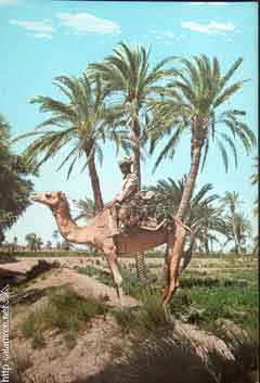 ���� ������ ��� ��� ����