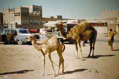 انقر للحصول على حجم اكبر