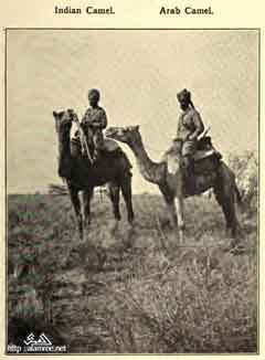 ���� ������ ��� ��� ����