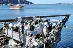 ������ ��� ������ ��� 1962 