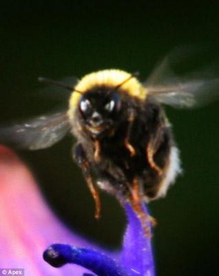 ���� ����� ������