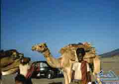 ���� ������� ���� ����� ������ �� 62�