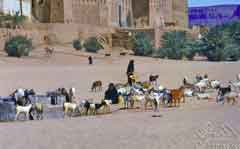 ����� ����� ������� ���� 1962