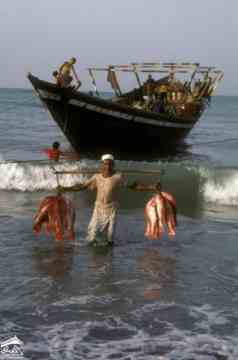 ���� ���� �������  ��� ������� �� ������ ��� 1972� ����� ����� ���� 