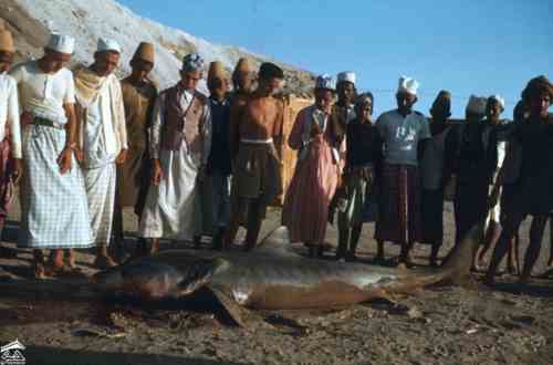 ������ ������� ���� ���� ������ �� ������ ��� 1954-195� ����� �������� ���� ���� ���  ���� 