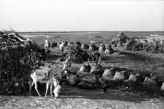 ���� ������ ��� ��� ����