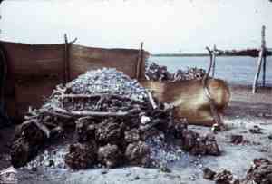 ���� ���� �������  ��� ������� �� ������ ��� 1972� ����� ����� ���� 