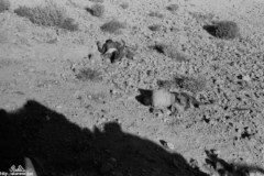 ���� ������ ��� ��� ����