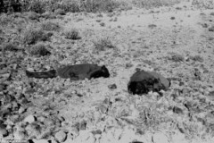 ���� ������ ��� ��� ����