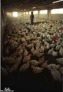 ���� ������ ��� ��� ����